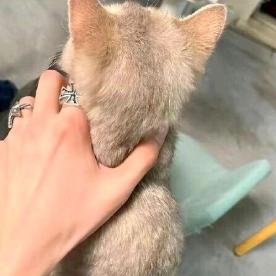 理想