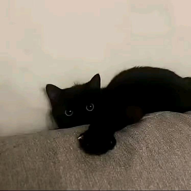 贝蒂小熊