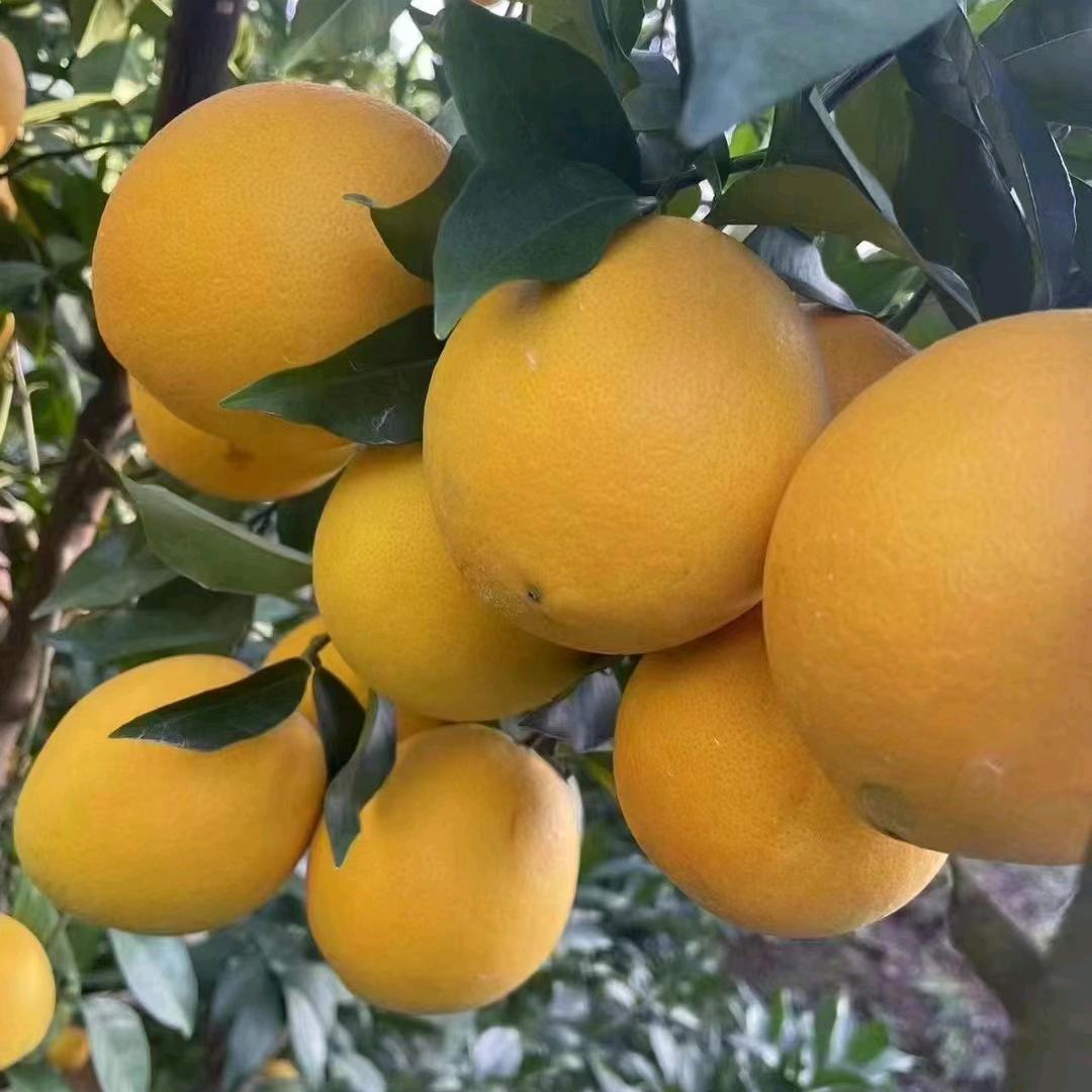 卖赣南脐橙的姐姐😊😊
