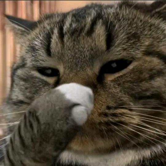 伪装
