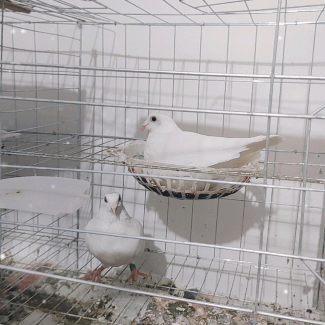 乡村鸽舍杨阿腾