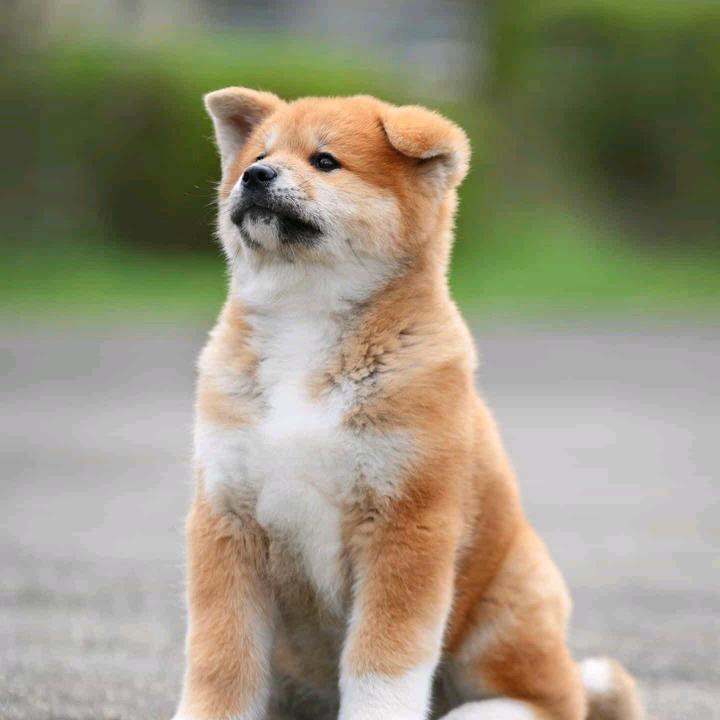 ZUNVO显盛塞网络阿胜直播号