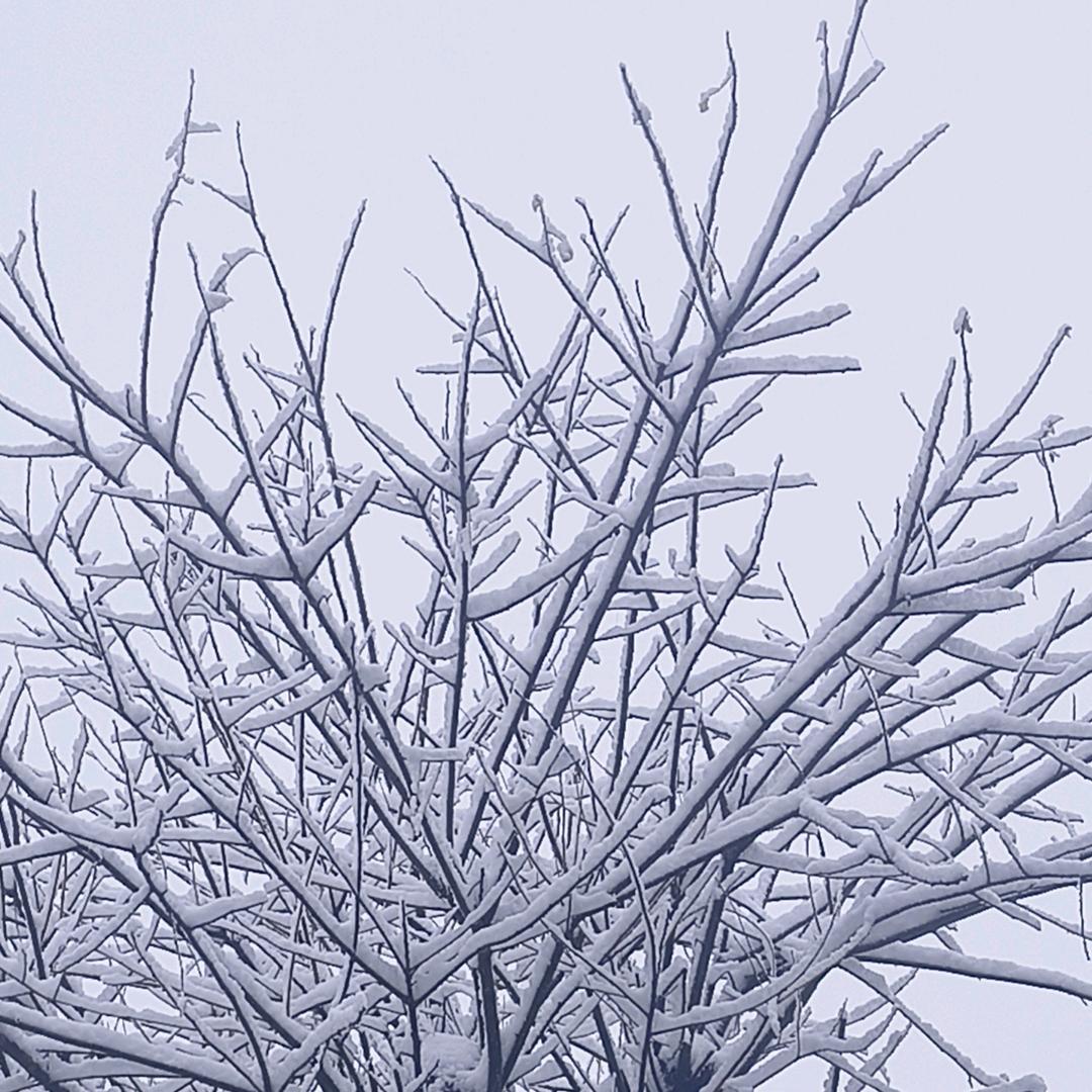 雪中域🌈