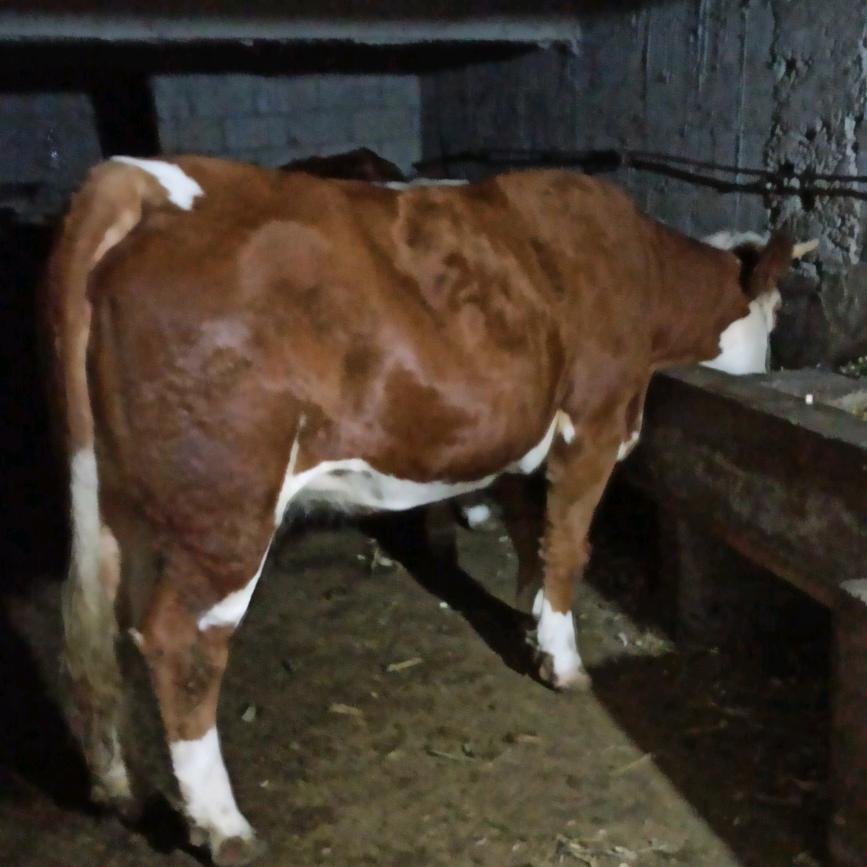 贵州养牛人小周