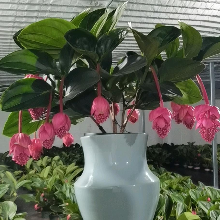 安诺荷兰进口宝莲灯一号基地直播