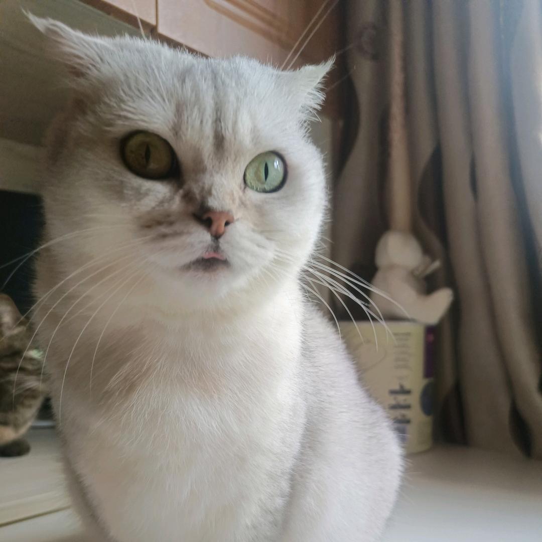 老陈