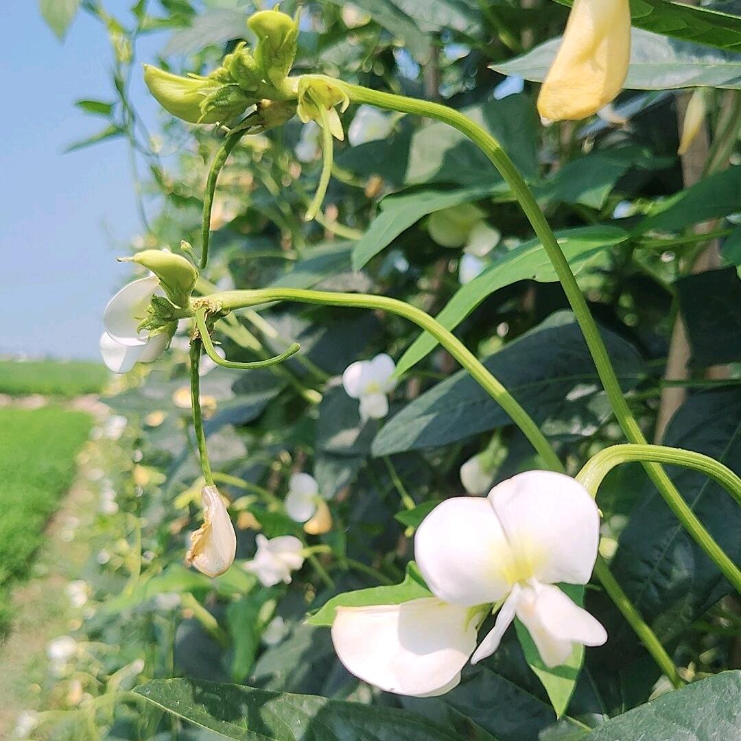 血玲珑丁欢说豆角