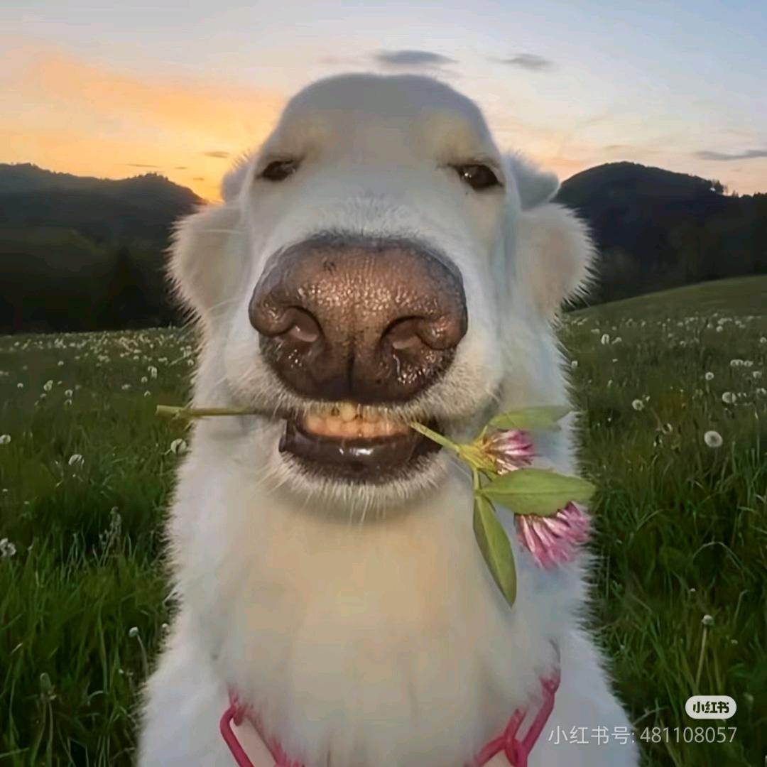 我是闰土要刺猹