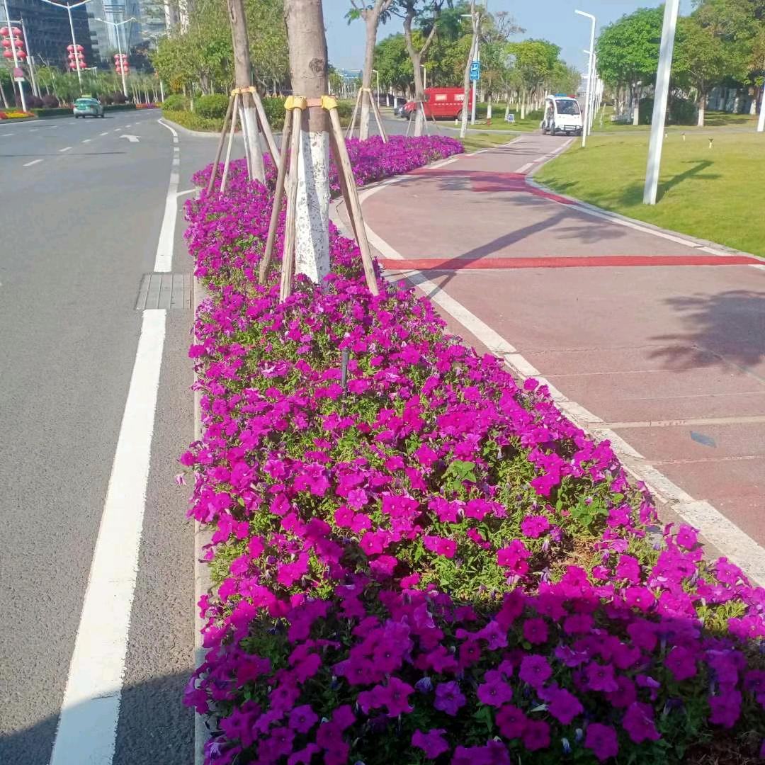 tinh yêu vô lối
