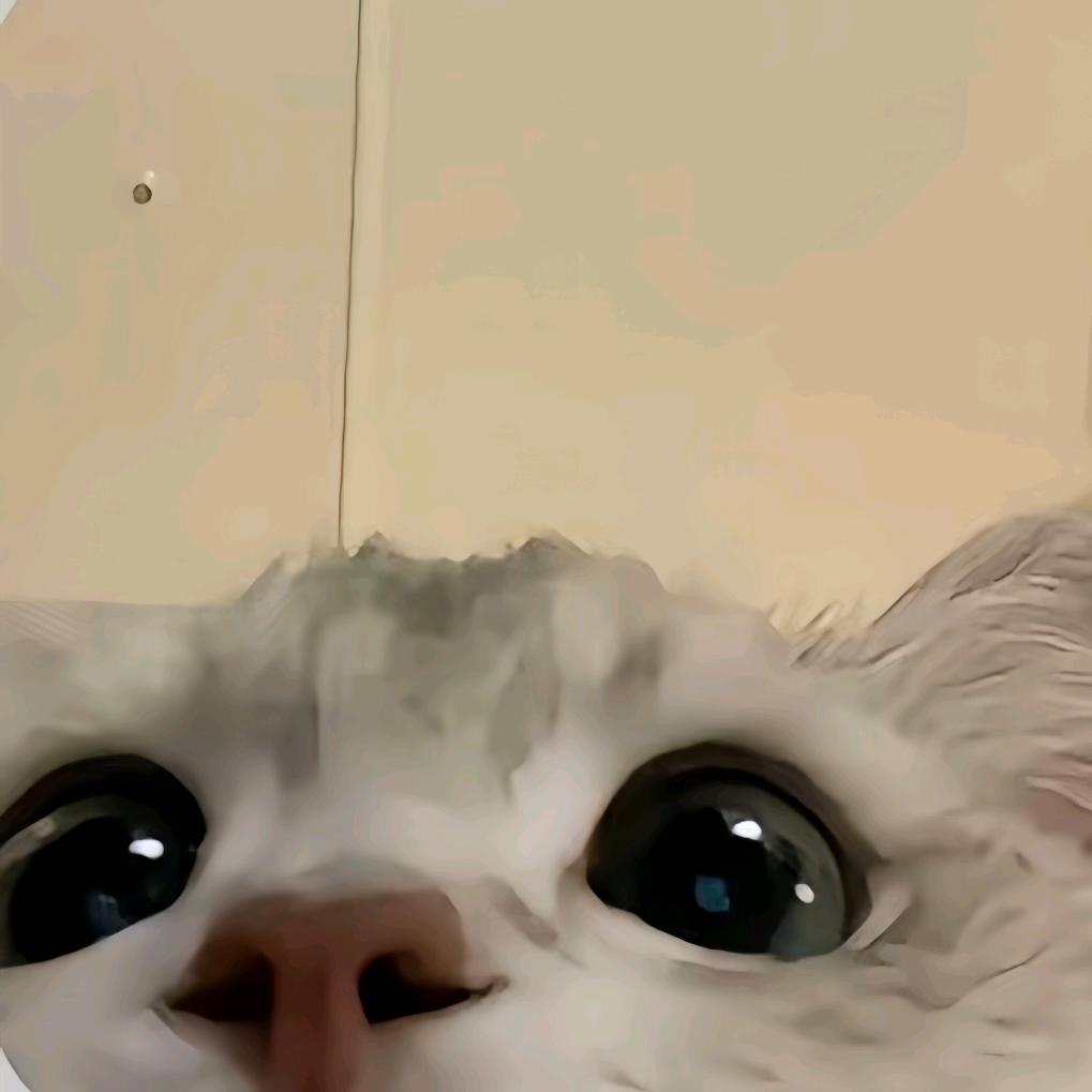 小灰鸽