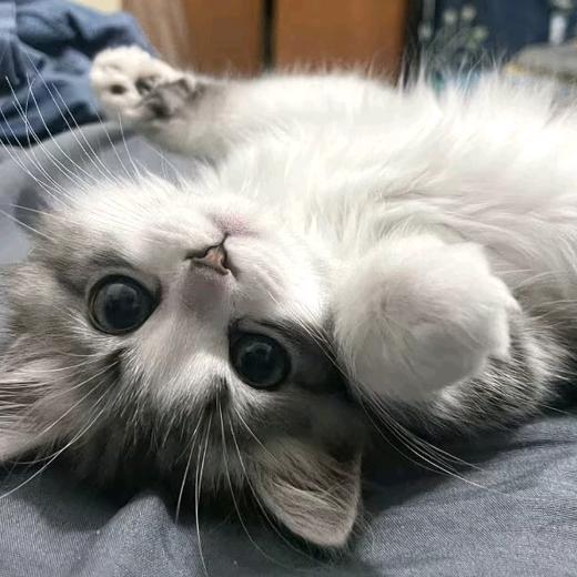 阿汐猫meme