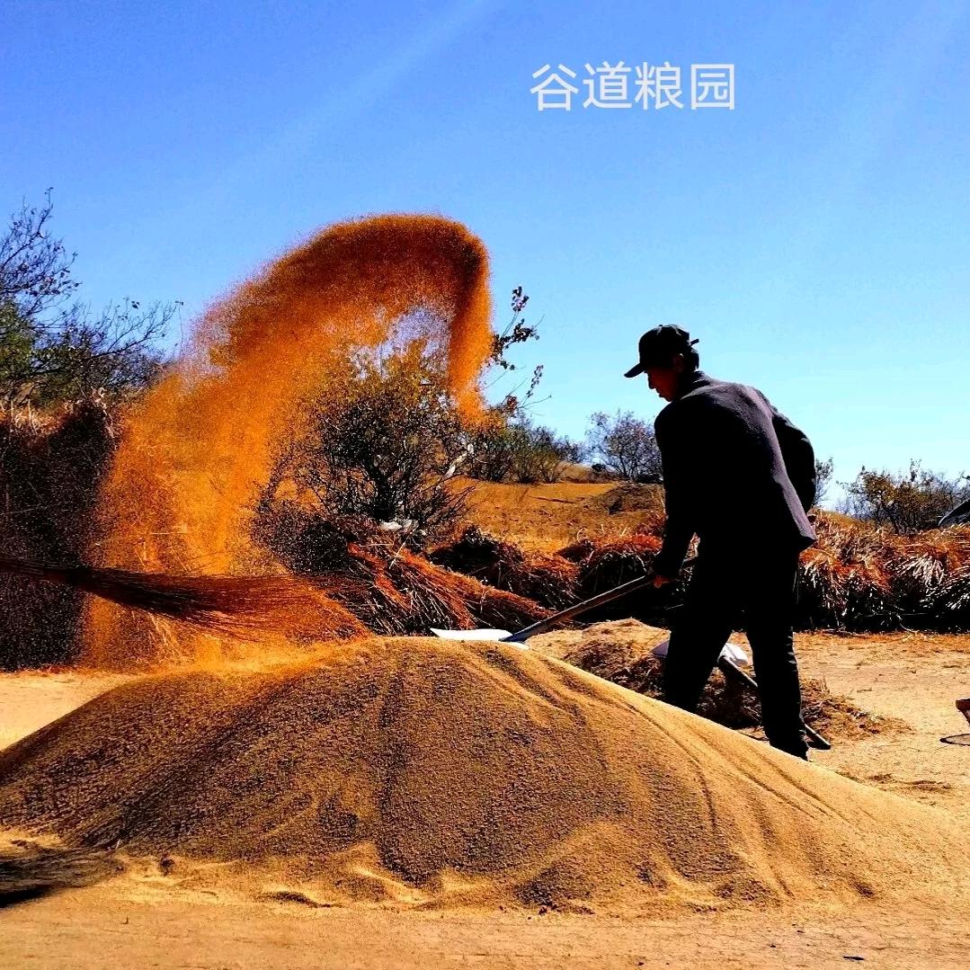 谷道粮园.
