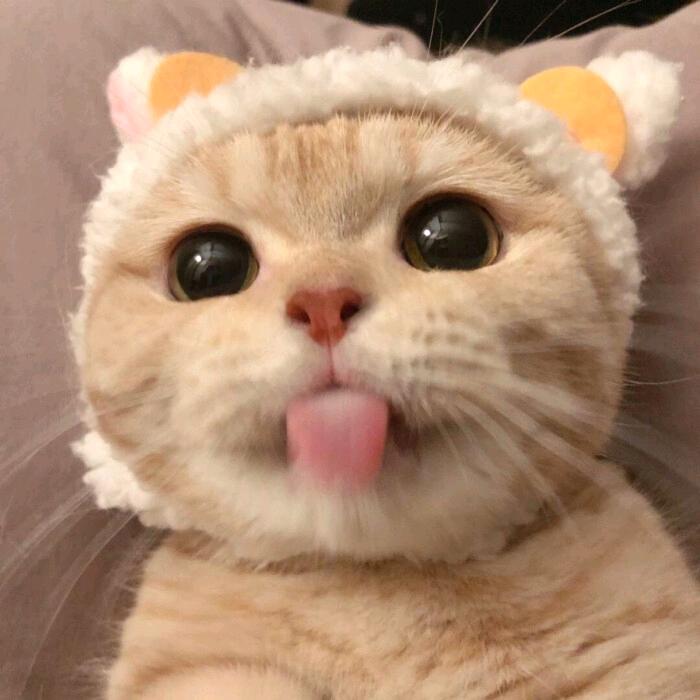 叶落花无期