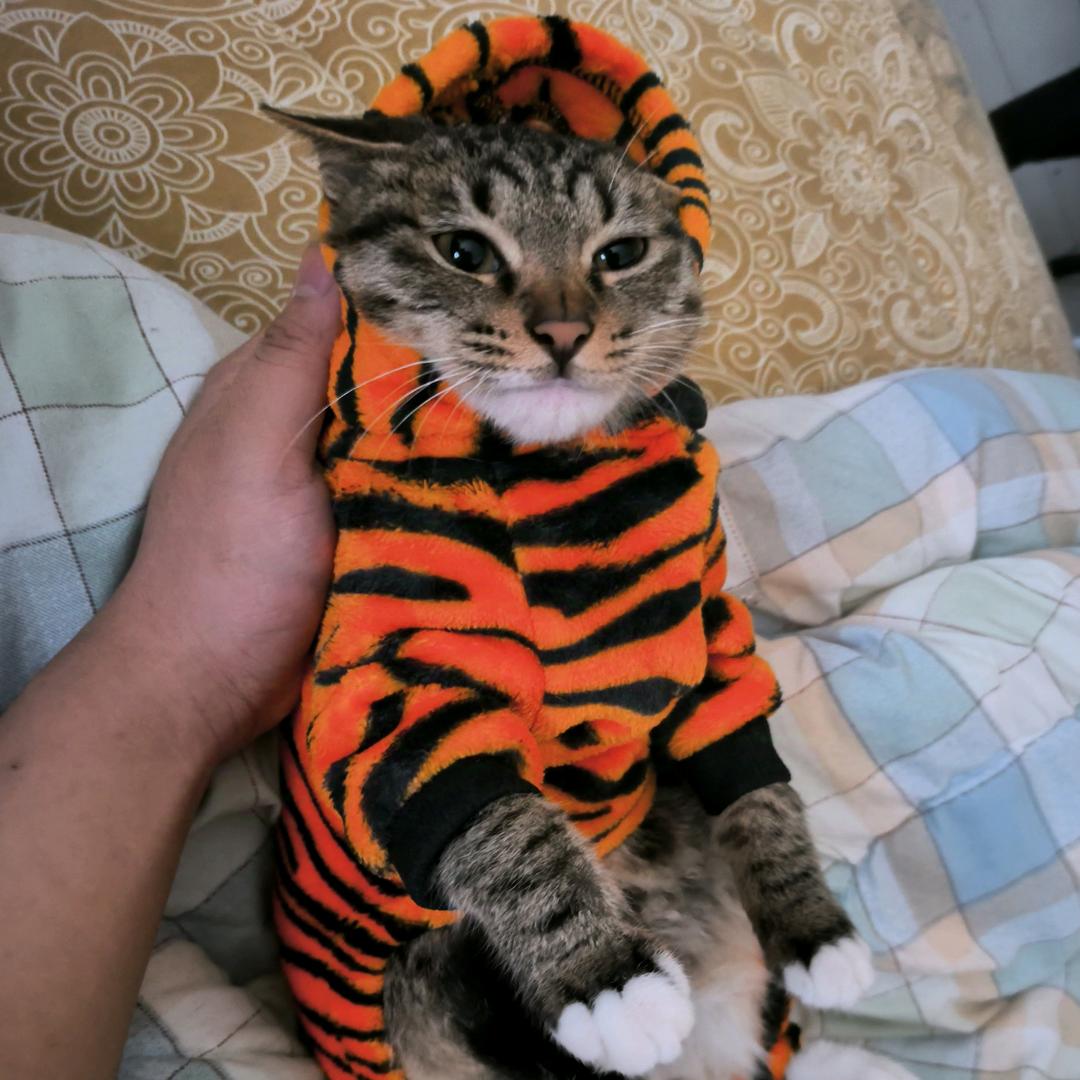 爱猫条的黑米