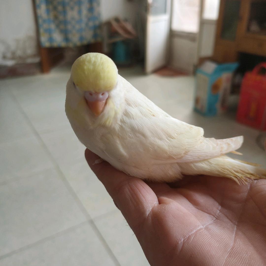 亮子鹦鹉🦜小店