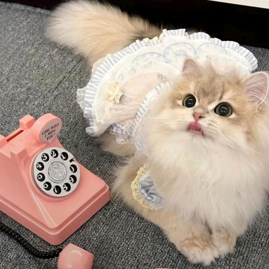 弹幕游戏~~柯柯