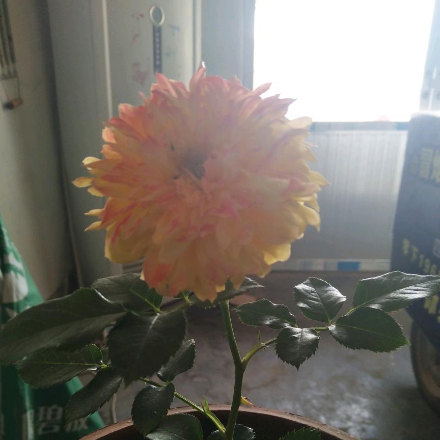 哥的霸气，你不懂