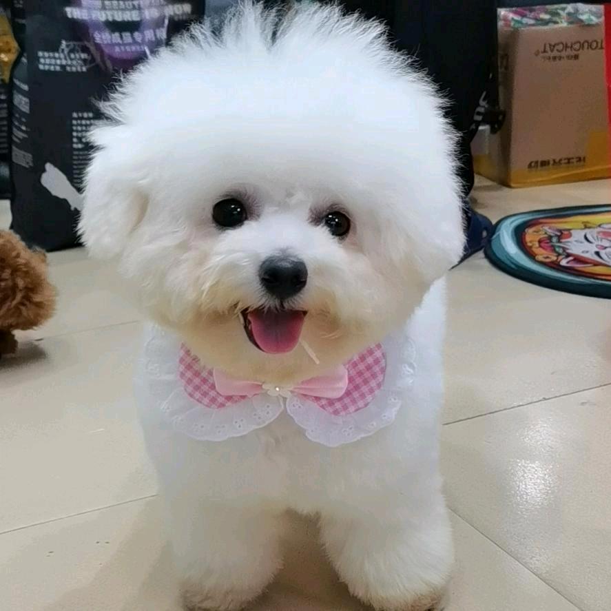 好可爱宠物花园