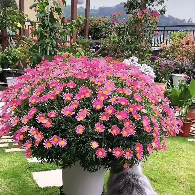小麻菜爱种植