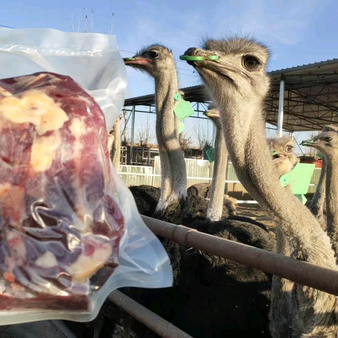 包头鸵鸟妹