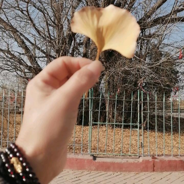落叶知秋