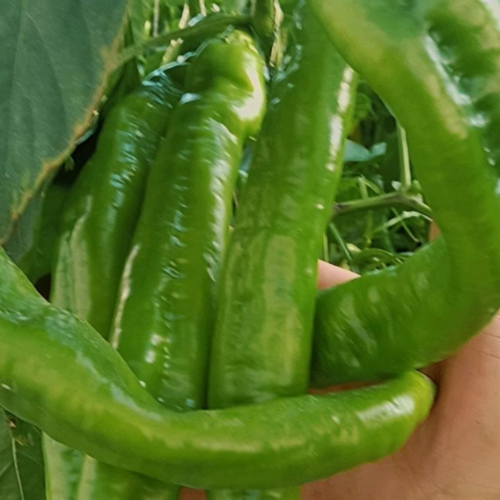 青海菜总之民间故事