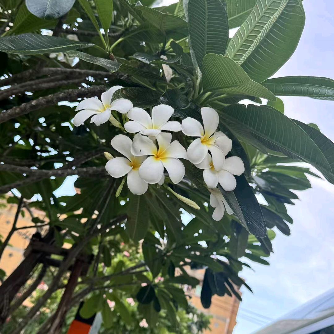 晶晶万嘉梦金园  邢邢