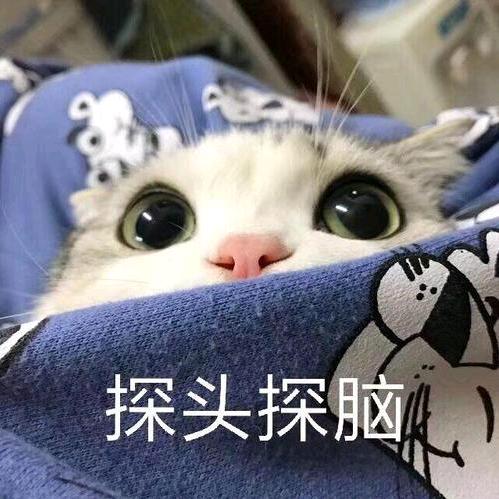 爱叨叨的白石