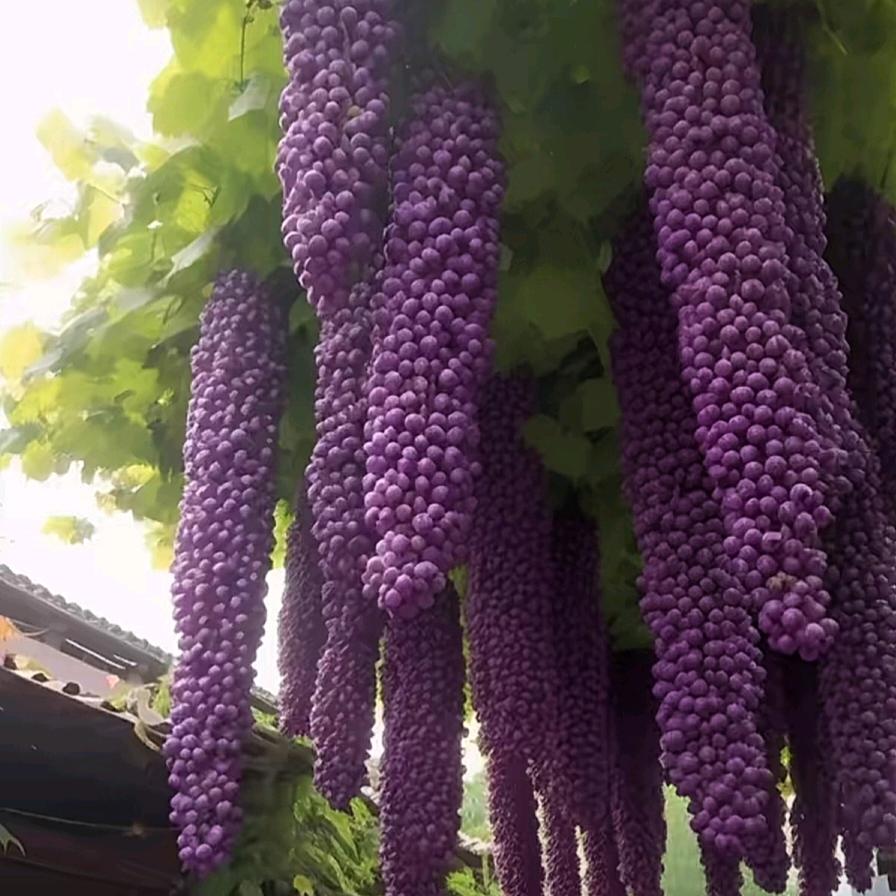 玫瑰一朵