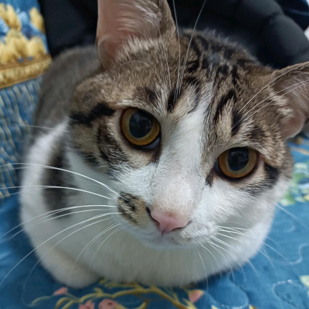 🌈kitty