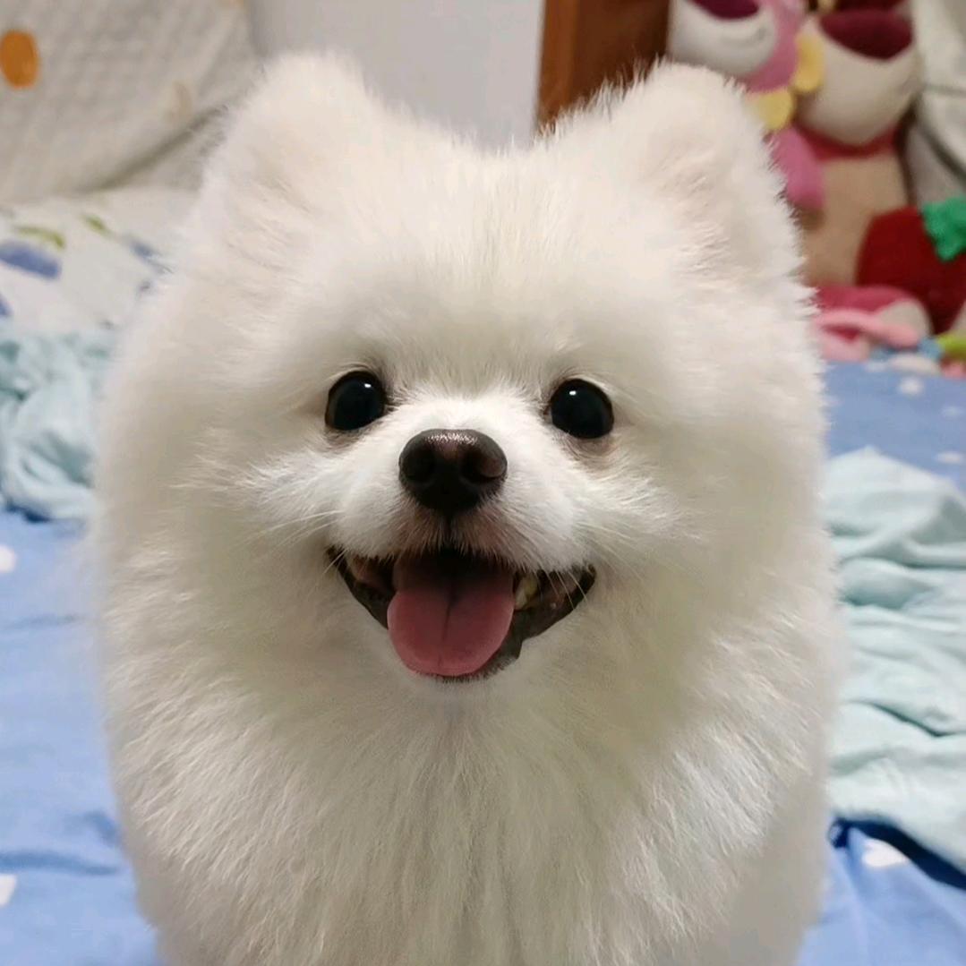 布丁生活记录～
