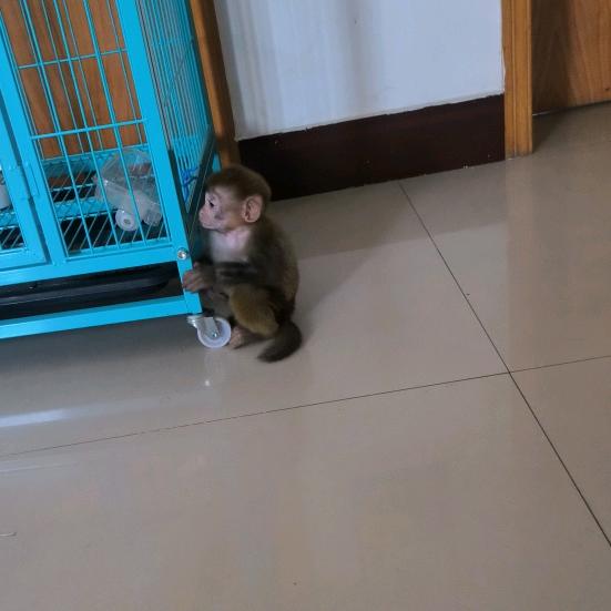 猴婶