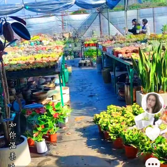 赤壁～花间多肉，绿植花镜