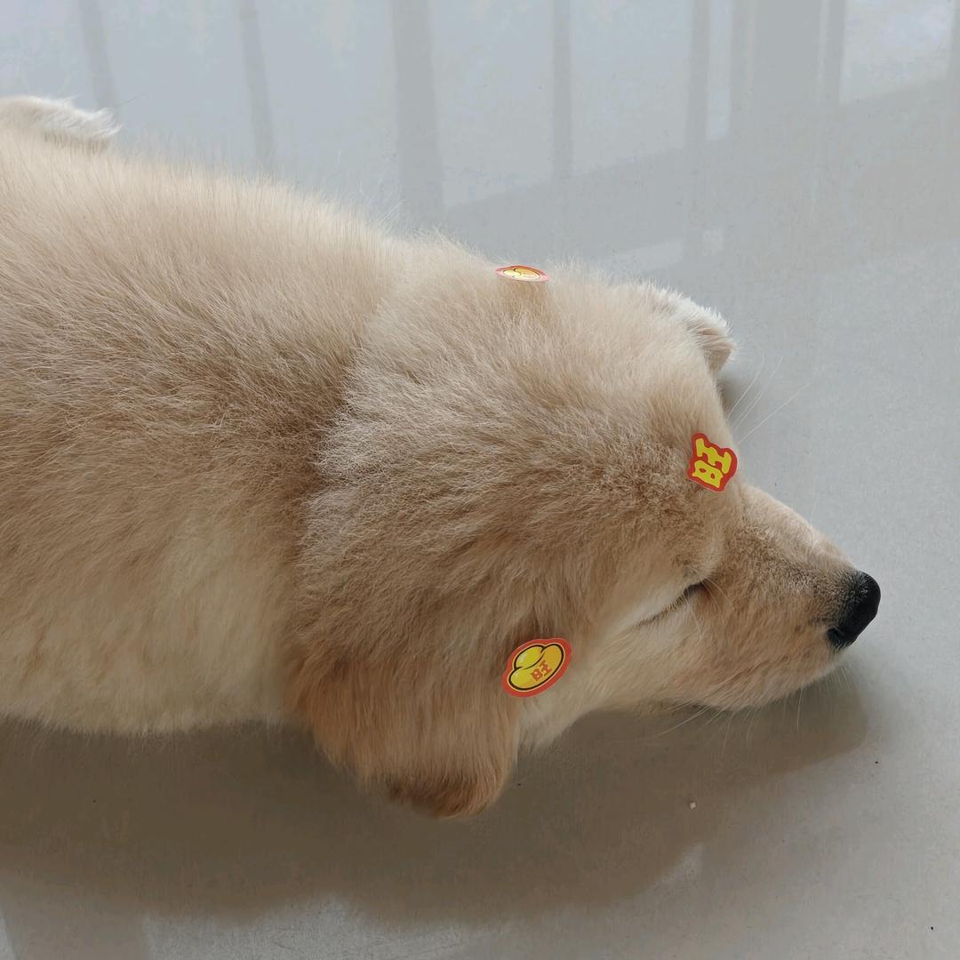 崽崽日常