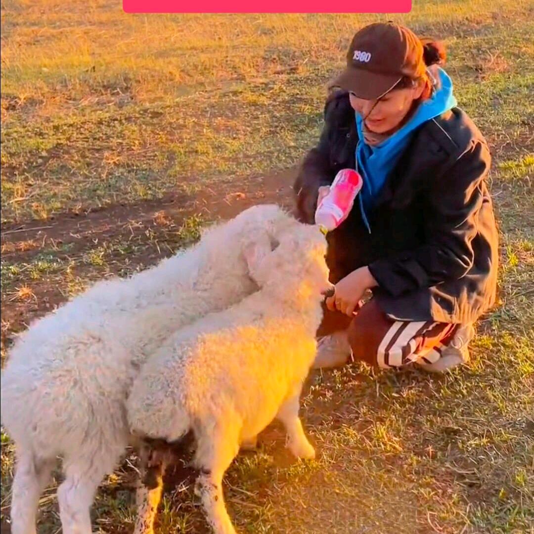 牛羊畜牧养殖场