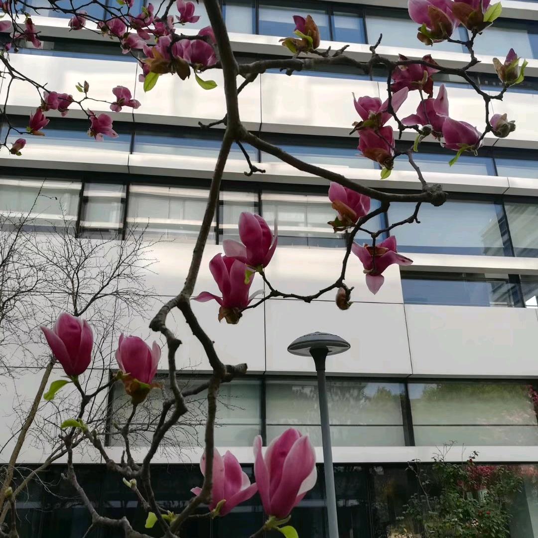 雪花_Le_那个飘呀