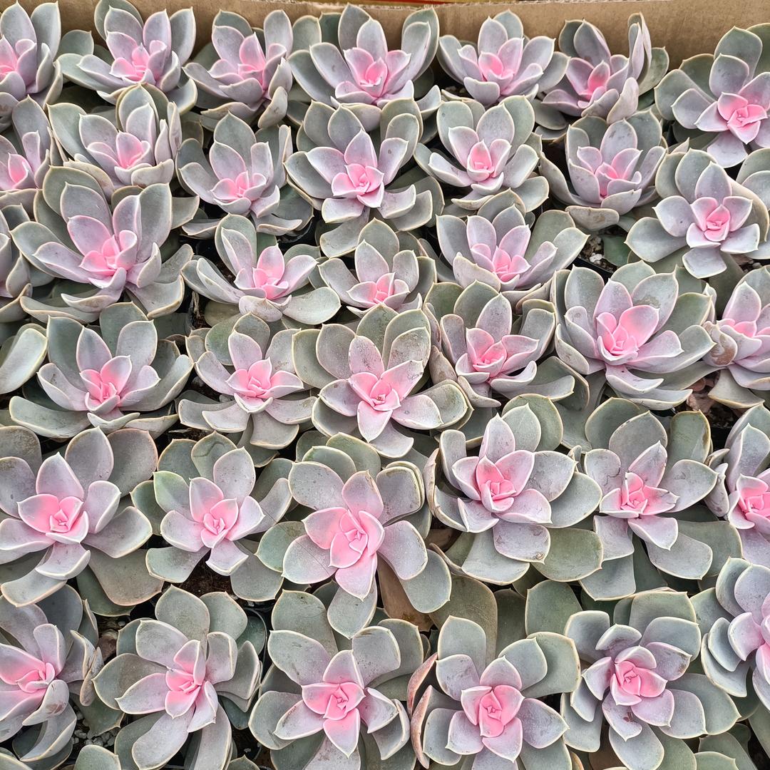 🌹🌹🌹🈵🈵