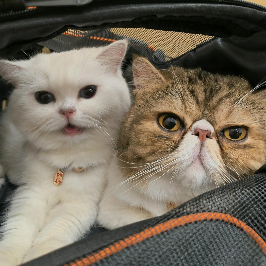 小猫儿小狗儿和小马儿