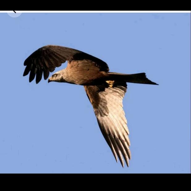 雄鹰🦅