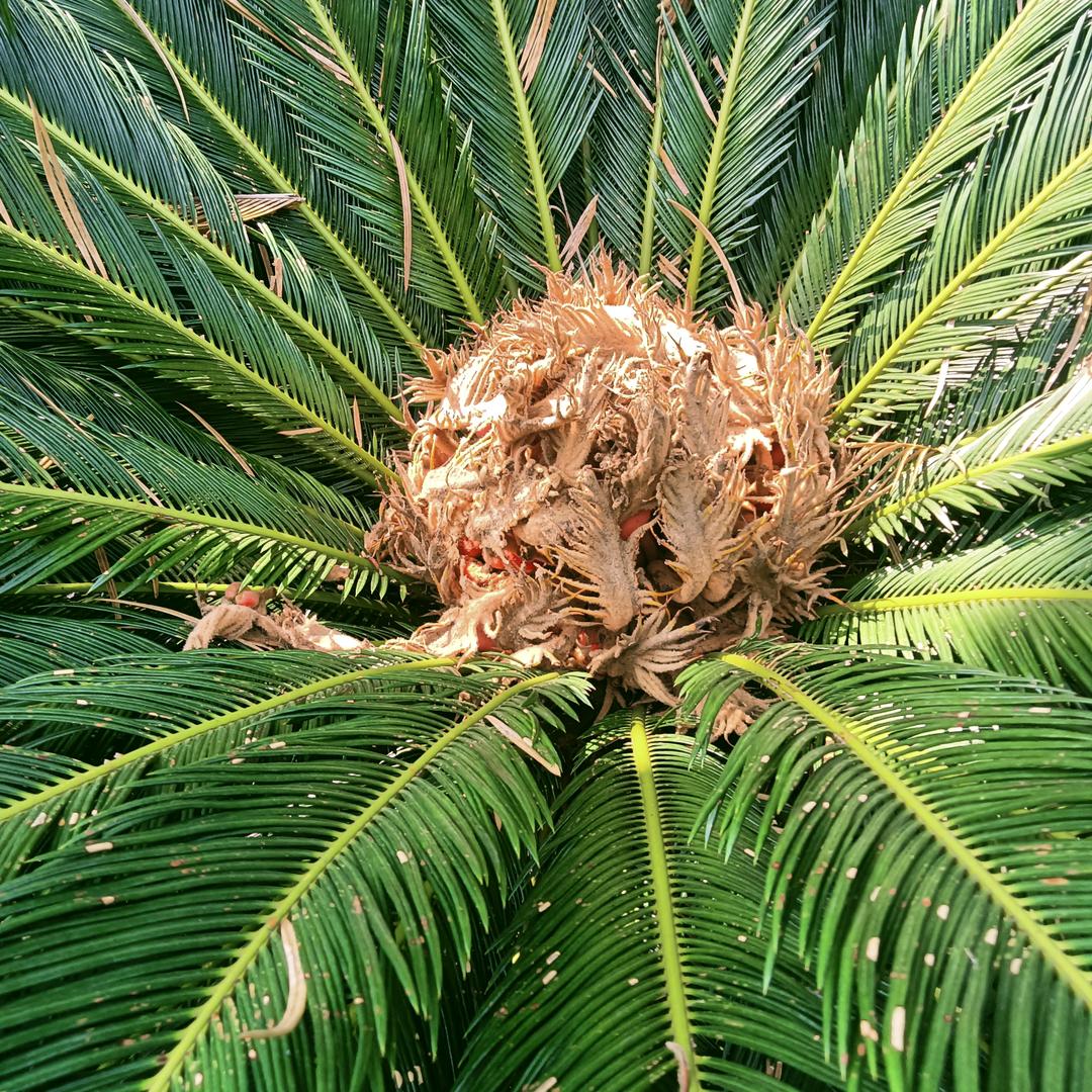 古蔺星酉酒业有限公司