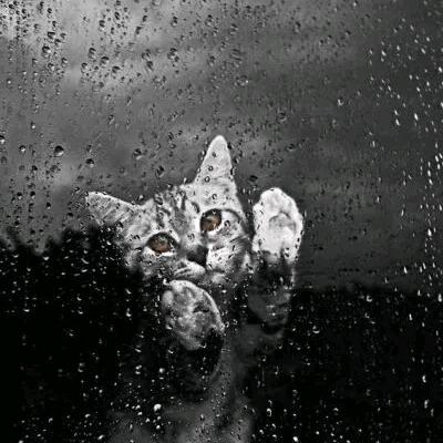 Good good study 𓃠