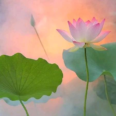 莲花
