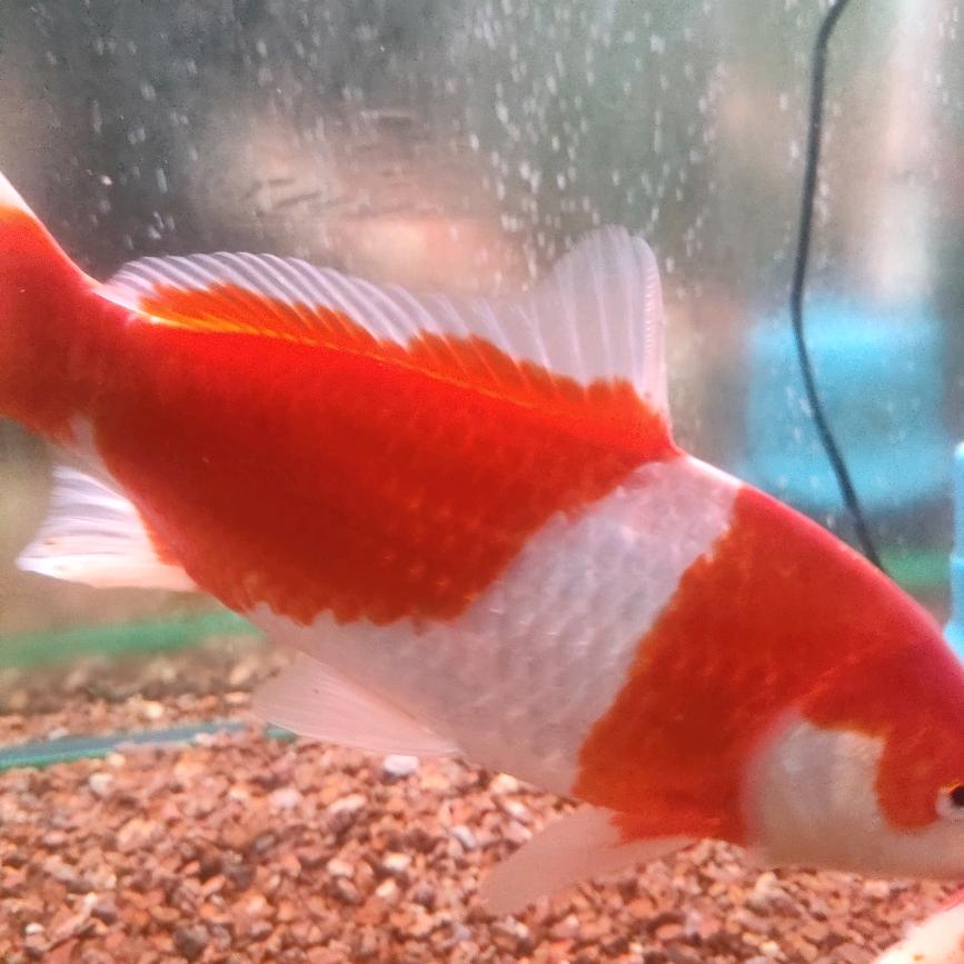 $“100-1=0/$来生愿做一条鱼