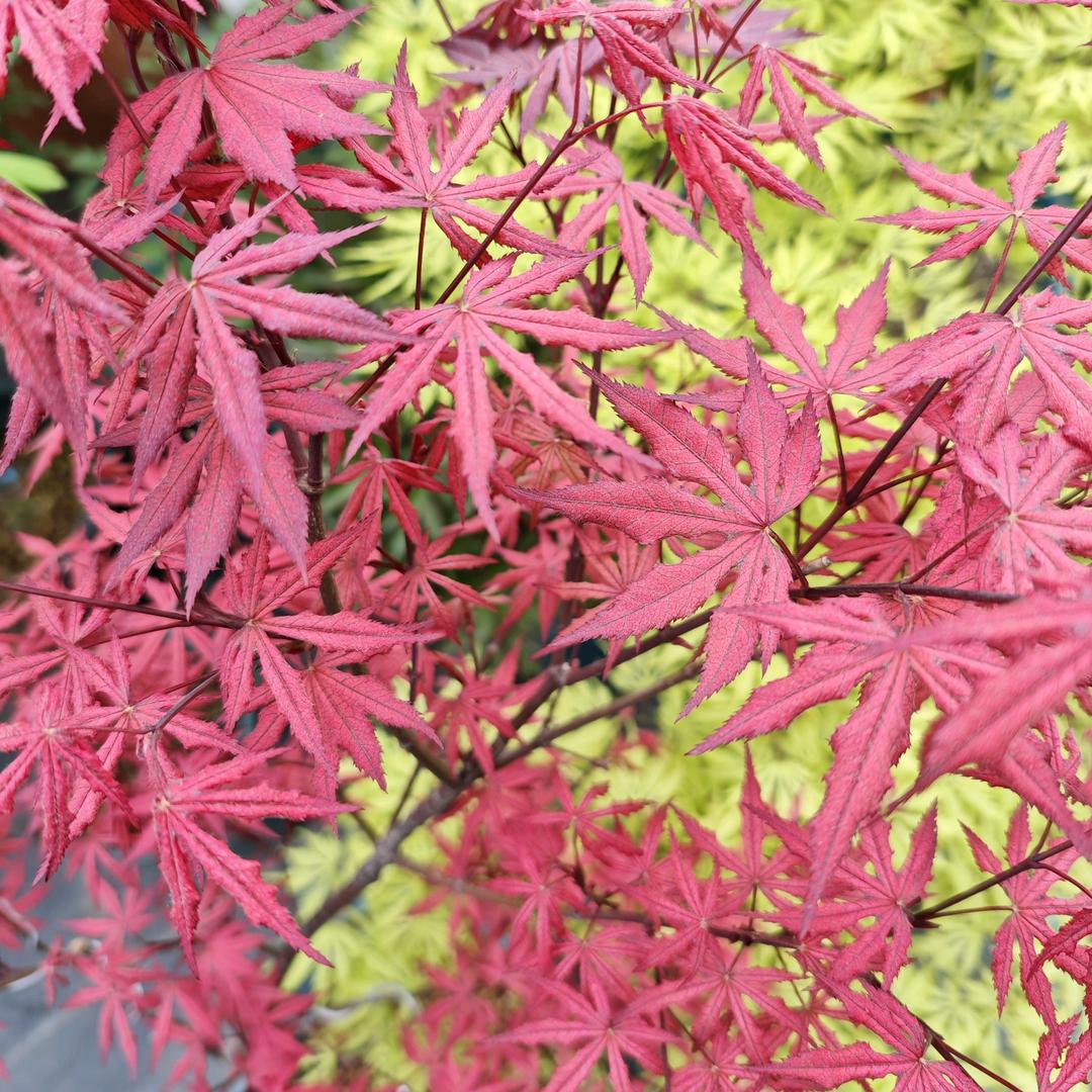 默默打假