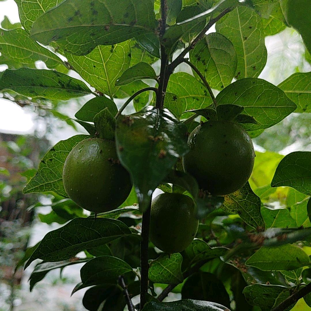 野生玩家