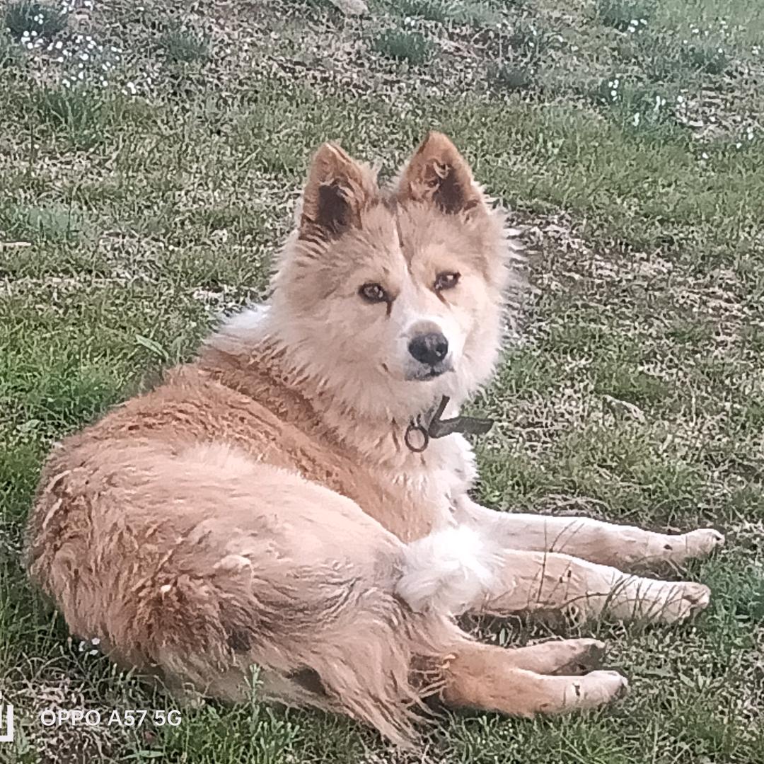 苏(｢･ω･)｢嘿