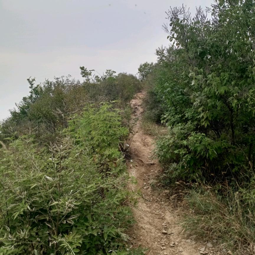 秦岭