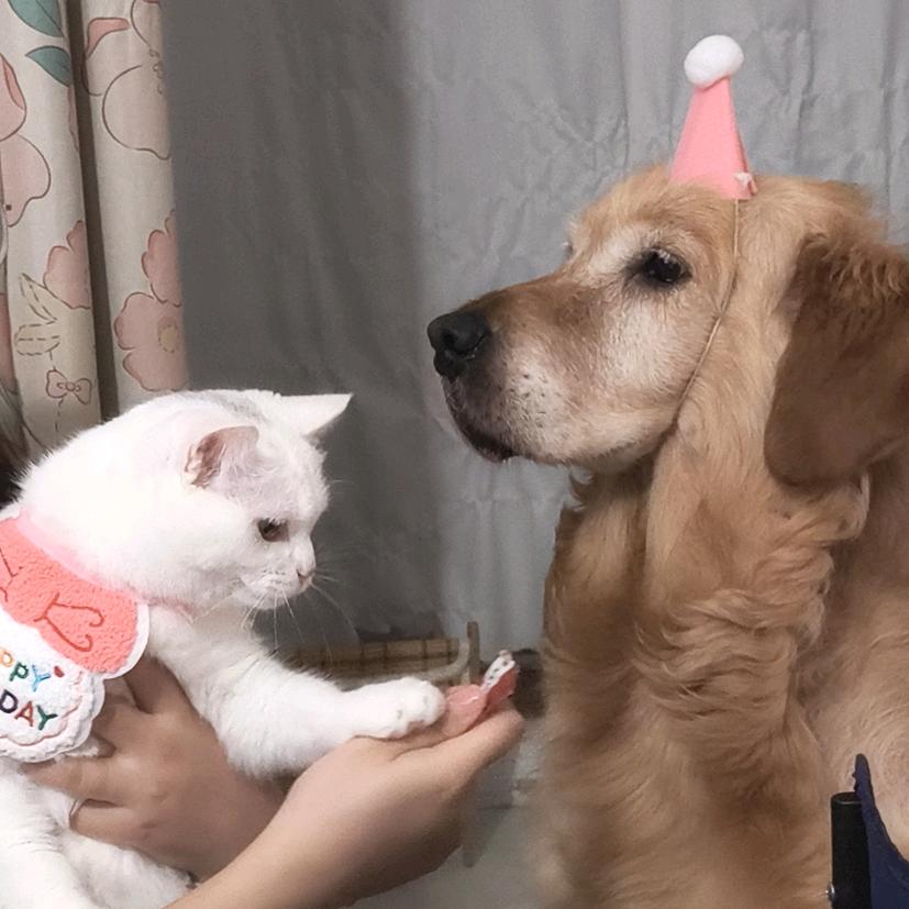 我也叫马铃薯🥔