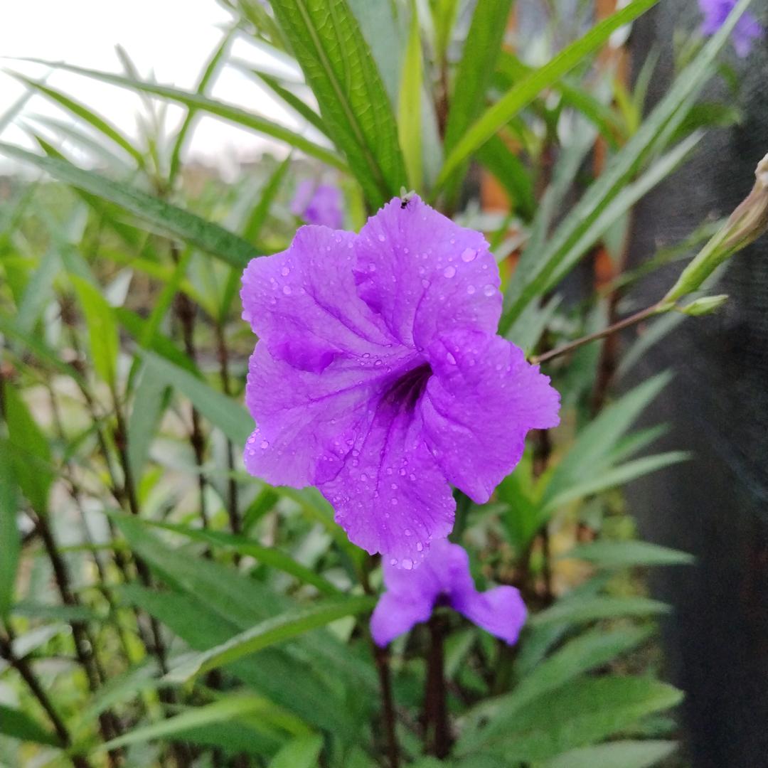 爱上菜园生活