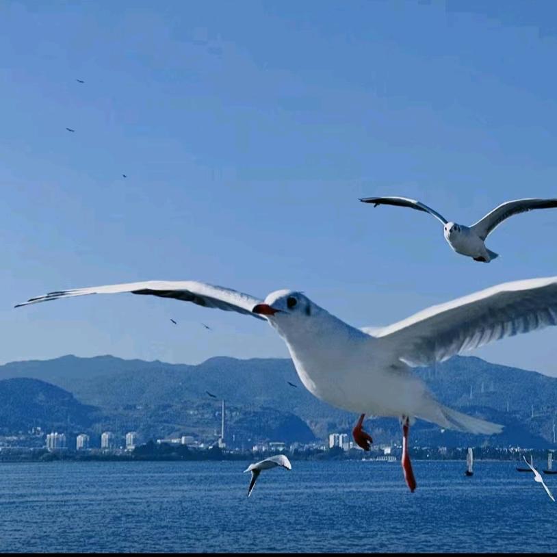 自由🇨🇳 翱翔🌊